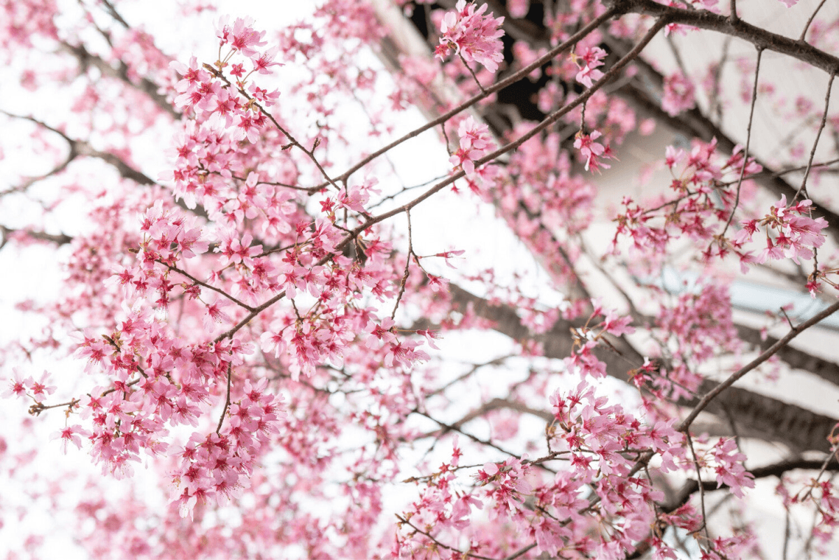 Japanese Cherry Blossom (BBW Type) Scented Aroma Beads - KMN Scented Aroma Beads