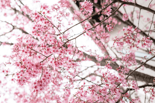 Japanese Cherry Blossom (BBW Type) Scented Aroma Beads - KMN Scented Aroma Beads