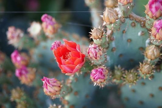 Baja Cactus Blossom (BBW Type) Scented Aroma Beads - KMN Scented Aroma Beads