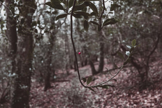 Cranberry Woods (BBW Type) Scented Aroma Beads - KMN Scented Aroma Beads