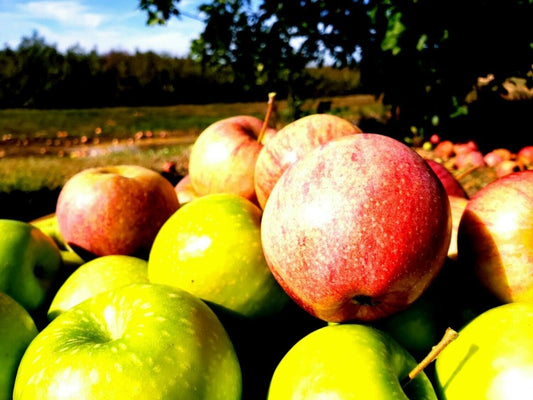 Farmstand Apple (BBW Type) Scented Aroma Beads - KMN Scented Aroma Beads