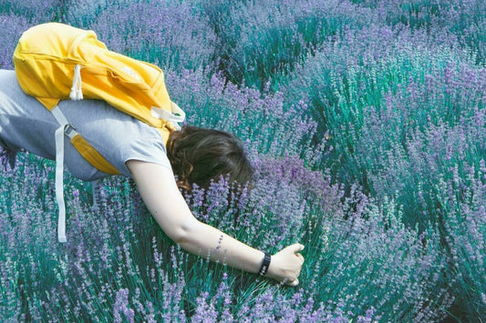 Lemon Lavender (Yankee Type) Scented Aroma Beads - KMN Scented Aroma Beads